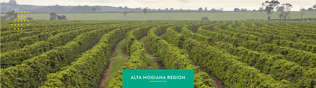 Alta Mogiana: Coffee that has stood the test of time with history and quality