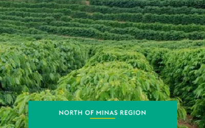 North of Minas: the awakening of a new frontier for coffee production