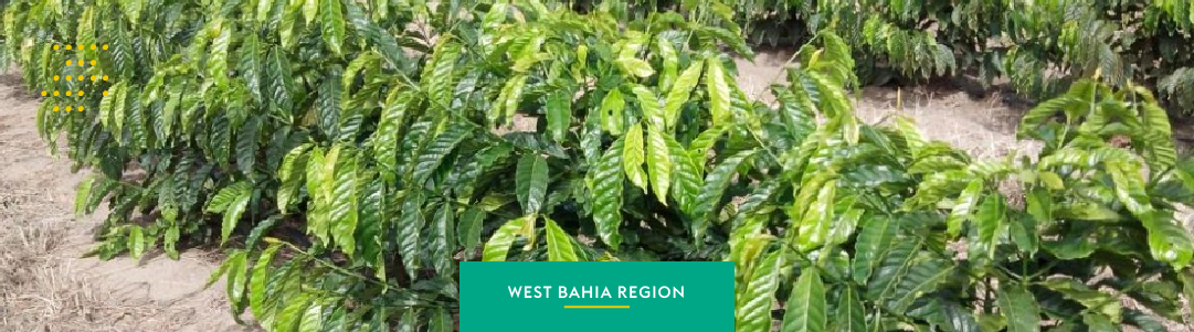Western Bahia: The New Highlight in the Coffee Industry