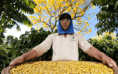 Sustainable Coffee| The importance of sustainability for the future of coffee farming in Brazil