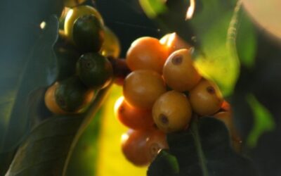 Café arábica em grão verde cru | O que é, origem e características