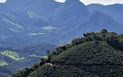 Café 100% Arábica Região das Matas de Minas | Como se consolidou no ramo