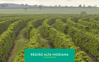 Alta Mogiana: café que atravessa o tempo com história e qualidade