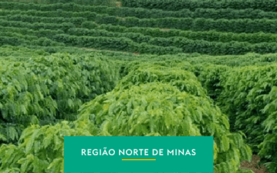 Norte de Minas: o despertar de uma nova fronteira para a cafeicultura
