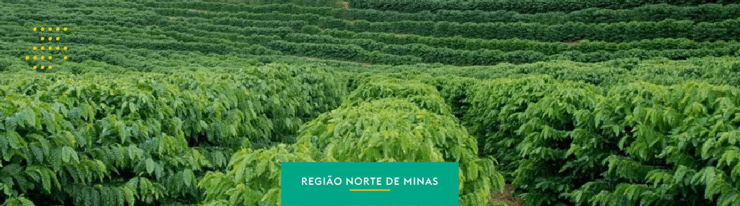 Norte de Minas: o despertar de uma nova fronteira para a cafeicultura 