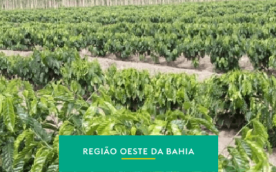 Oeste da Bahia: café reconhecido e fortalecido pela sua história e pessoas