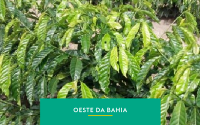 Oeste da Bahia: o novo destaque da cafeicultura nacional