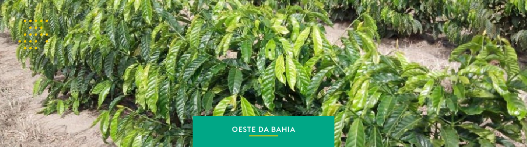 Oeste da Bahia: o novo destaque da cafeicultura nacional