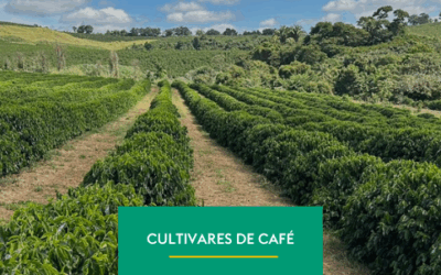 Cultivares: conheça 5 variedades comuns na cafeicultura