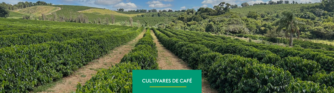Cultivares: conheça 5 variedades comuns na cafeicultura