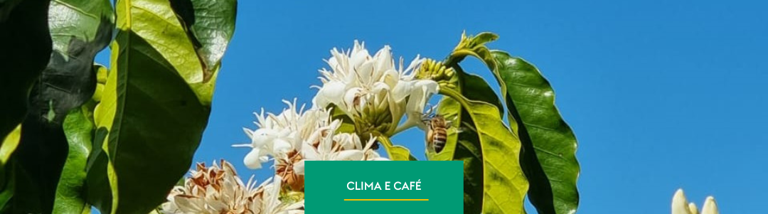 Cafeicultura e Clima: Desafios dos Produtores Brasileiros nos Próximos Meses