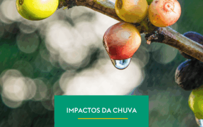 Chuvas e seus Impactos na Cafeicultura