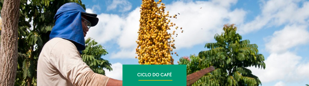 Ciclo do Café Brasileiro: Da Florada à Colheita