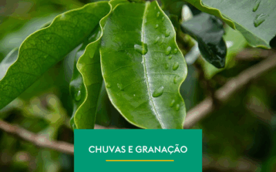 A Importância das Chuvas para a Granação do Café