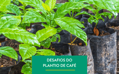 Desafios do Plantio de Café no Brasil