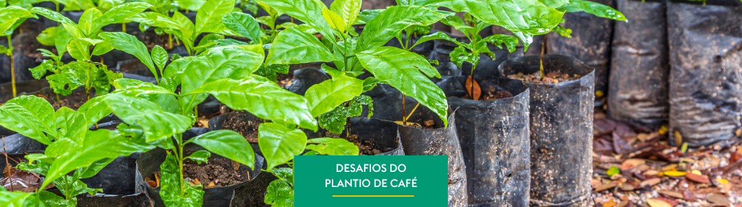 Desafios do Plantio de Café no Brasil