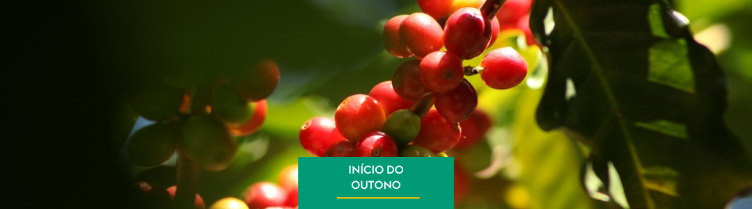 O Início do Outono e seus Desafios para a Cafeicultura Brasileira