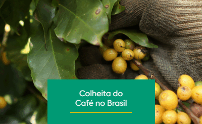 Colheita de Café no Brasil: 3 Métodos e seus Desafios