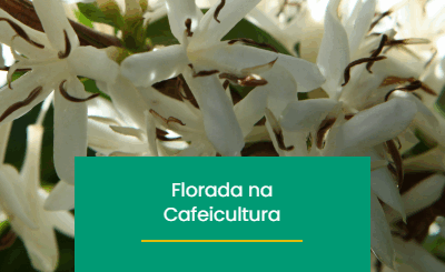 A Importância das Chuvas na Época de Florada na Cafeicultura  