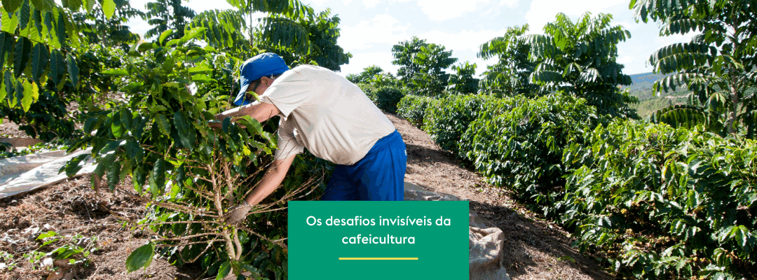 Os desafios invisíveis da cafeicultura brasileira 