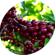 Esmeralda Esmeralda