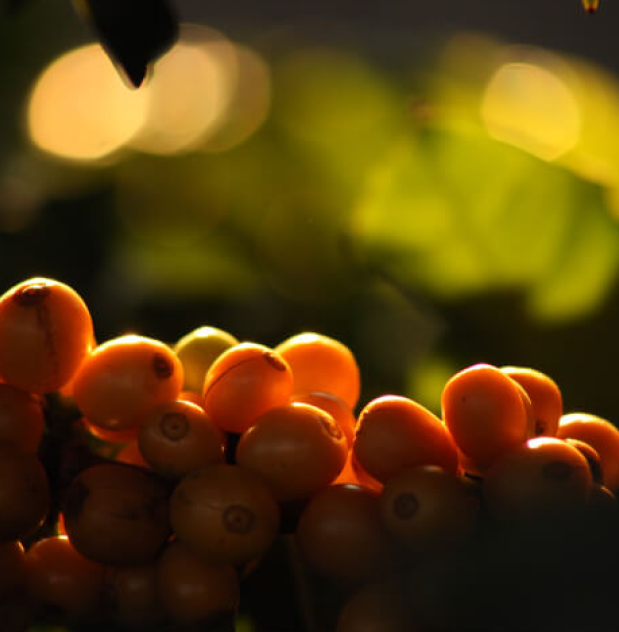 Arabica Coffee Arabica Coffee