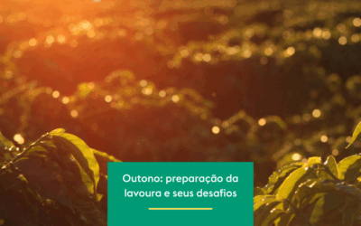Autumn: Crop Preparation and Challenges for Coffee Growing