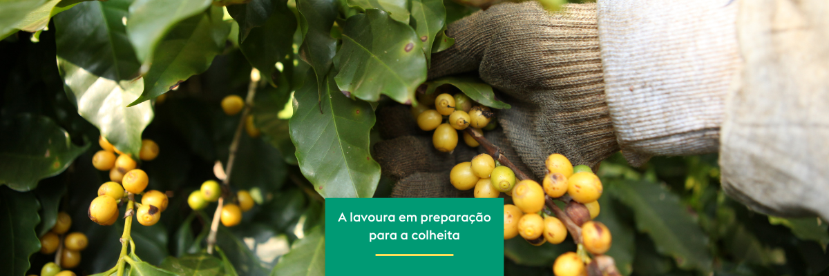 Rumo ao último ciclo
