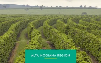 Alta Mogiana Coffee: A Time-Tested Brazilian Treasure