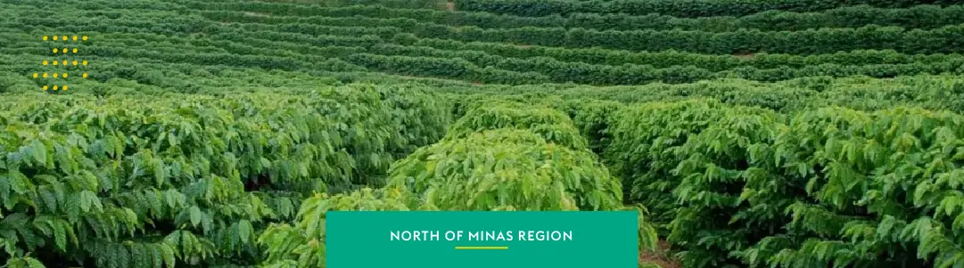 North of Minas: the awakening of a new frontier for coffee production