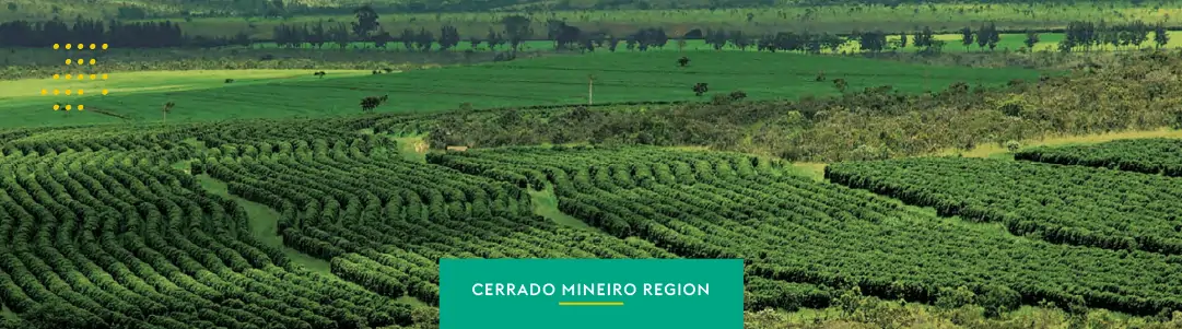 Cerrado Mineiro: A region of attitude and high-quality coffee