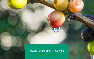 Rainfall and its Impacts on Coffee Growing