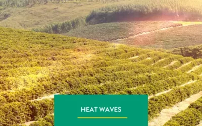 Heat Waves and the Impacts on Brazilian Coffee Growing