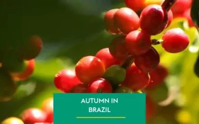 The Beginning of Autumn and its Challenges for Brazilian Coffee Growing