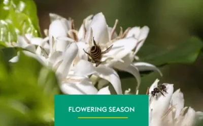 Coffee Flowering Season: a crucial moment for productivity