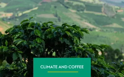 Climate and Coffee: Challenges for Brazilian Producers in the Coming Months