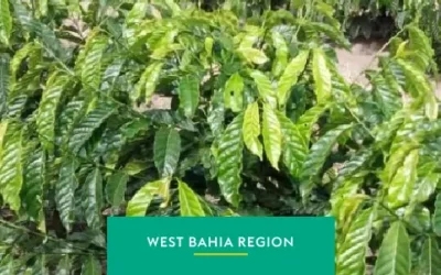 Western Bahia: The New Highlight in the Coffee Industry
