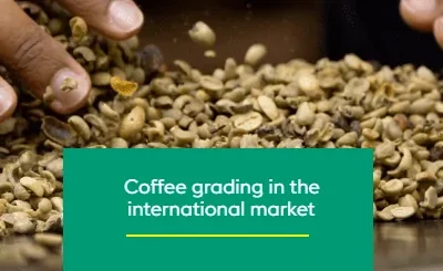 Coffee grading in the international market