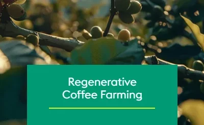 Climate Change and the Response of Regenerative Coffee Growing