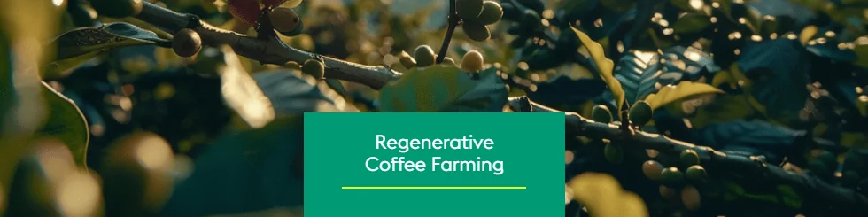 Climate Change and the Response of Regenerative Coffee Growing