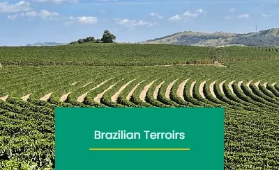 Diversity of Terroirs in Brazilian Coffee