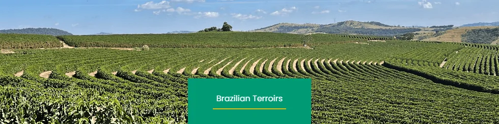 Diversity of Terroirs in Brazilian Coffee