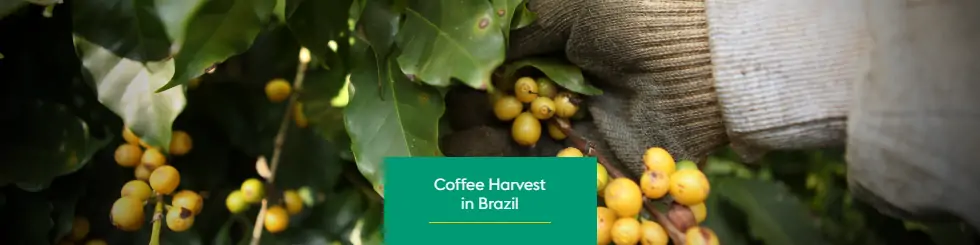 Banner blog – Colheita do Café no Brasil