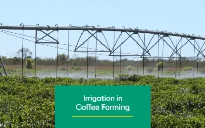 The importance of irrigation in times of climate change